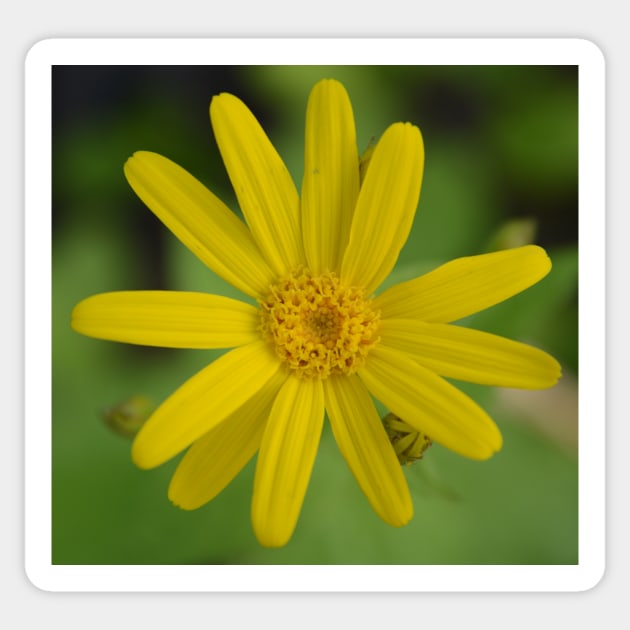 Arnica Sticker by Whisperingpeaks